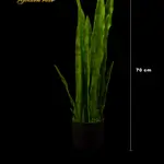 Aloe Vera Tiger Skins